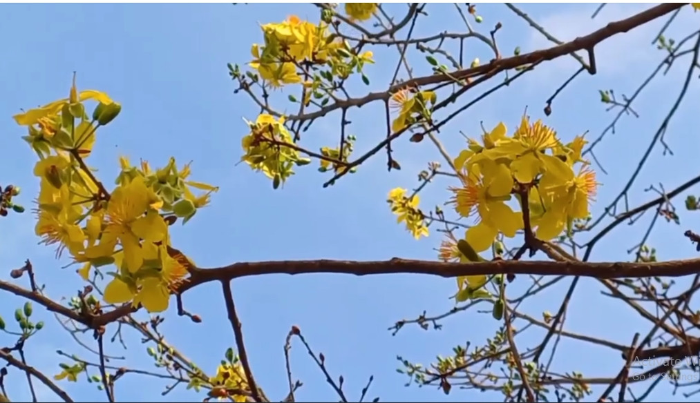 Nhiều người nhận định cây mai tán rộng nên khi hoa nở hết sẽ rất đẹp và hoành tráng. Ảnh: Dân trí