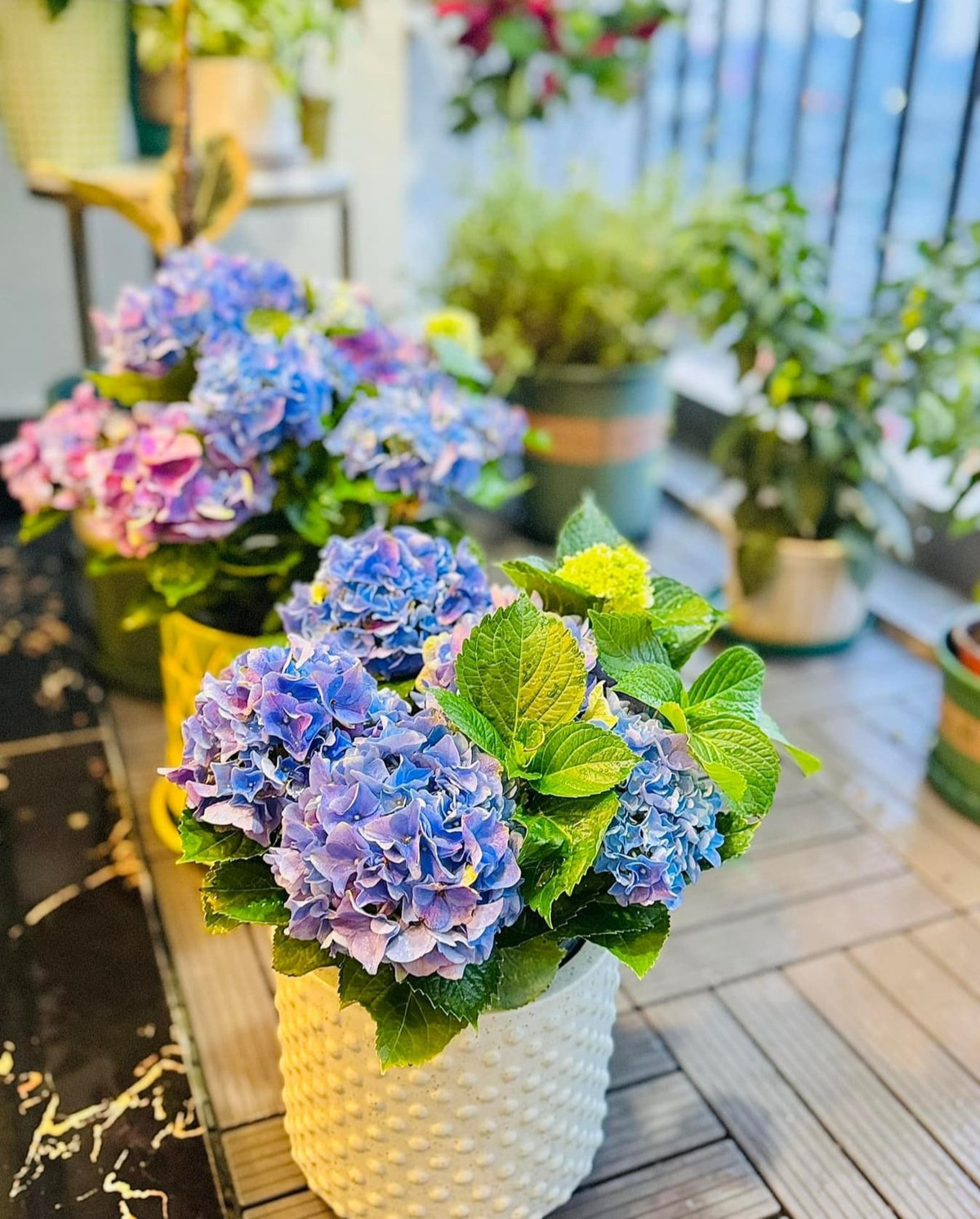 Nữ BTV đã tạo nên một khu vườn xinh xắn, bình yên và thư thái. Ảnh: FB Trần Minh Trang