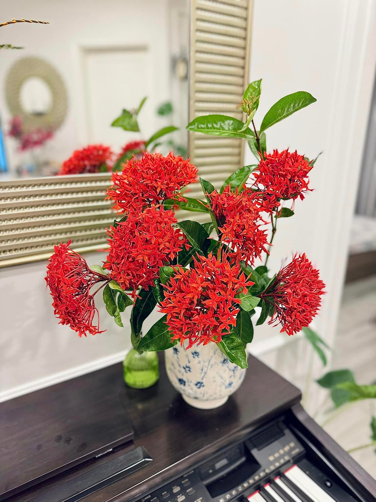 Mẫu đơn ta xinh xắn. Ảnh: FB Trần Minh Trang