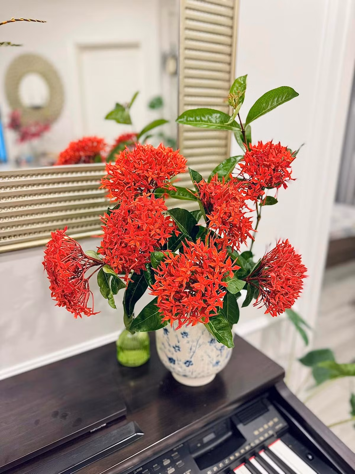 Mẫu đơn ta xinh xắn. Ảnh: FB Trần Minh Trang