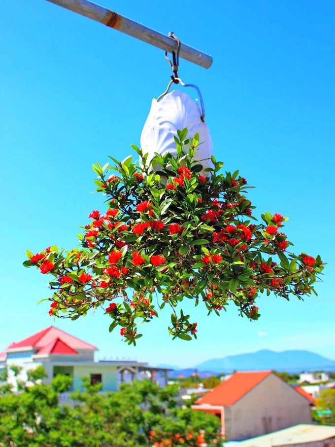 Ban đầu, ông Lê Thạnh thử nghiệm với những cây nhỏ, trong chậu nhỏ. Sau đó, qua thực tiễn chăm sóc, nuôi trồng rồi rút kinh nghiệm dần đã phát triển mạnh đối với những loại cây có kích thước lớn hơn. Ảnh: SGGP