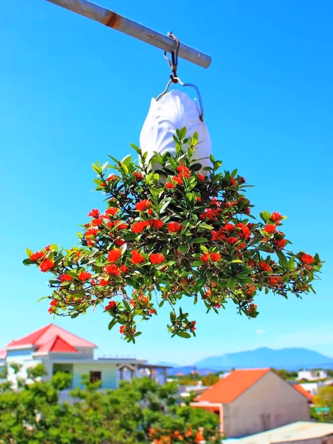 Ban đầu, ông Lê Thạnh thử nghiệm với những cây nhỏ, trong chậu nhỏ. Sau đó, qua thực tiễn chăm sóc, nuôi trồng rồi rút kinh nghiệm dần đã phát triển mạnh đối với những loại cây có kích thước lớn hơn. Ảnh: SGGP