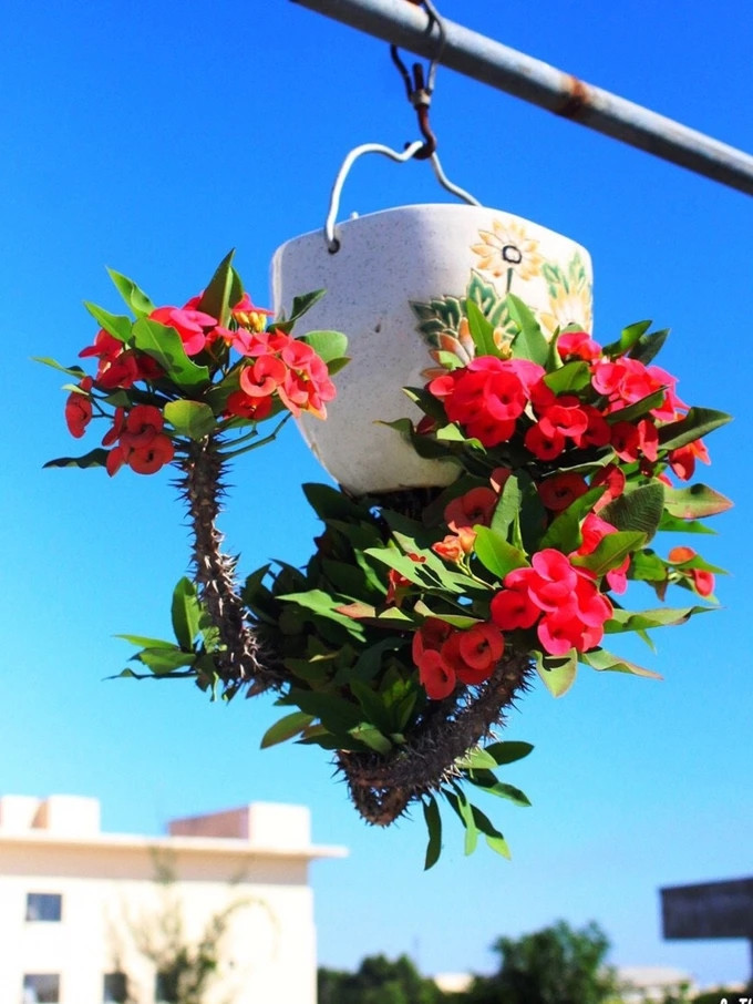 Dáng thế và cả các loại chậu trong bonsai ngược cũng được phá cách theo nhiều kiểu đa dạng, phong phú, tạo nên những tác phẩm lạ mắt. Ảnh: SGGP