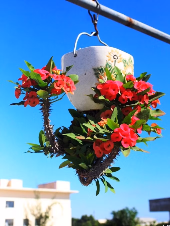 Dáng thế và cả các loại chậu trong bonsai ngược cũng được phá cách theo nhiều kiểu đa dạng, phong phú, tạo nên những tác phẩm lạ mắt. Ảnh: SGGP