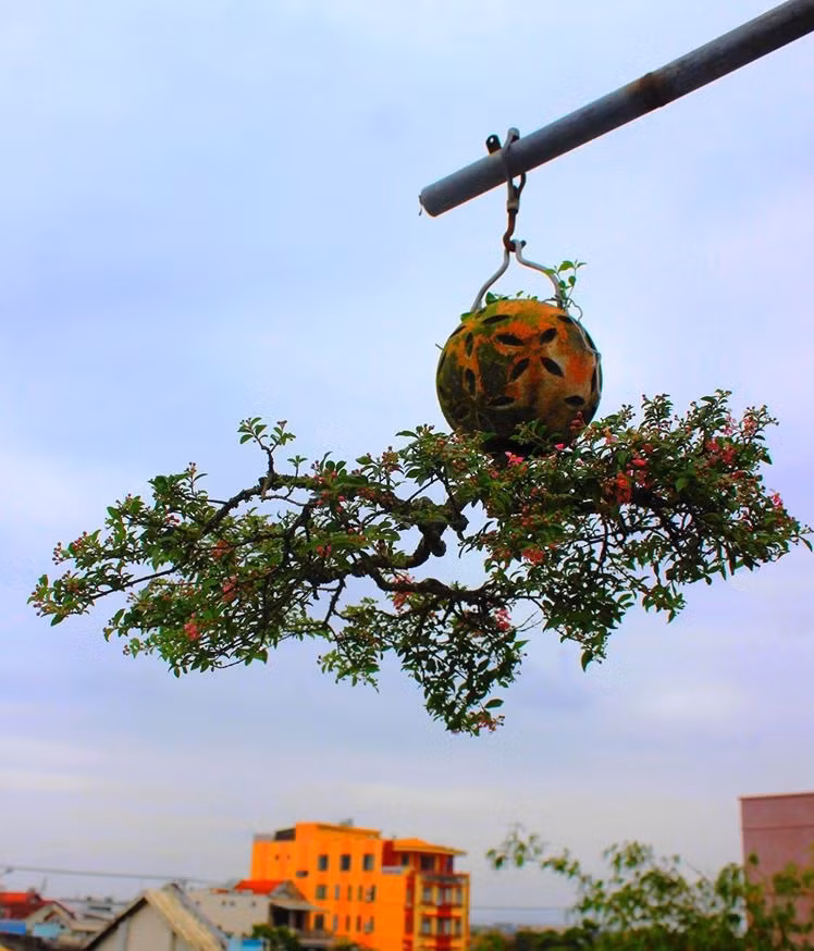 Qua bàn tay của nghệ nhân Lê Thạnh, những cây bonsai trải mình từ trên cao theo hướng ngược xuống đất như một thác đổ. Ảnh: Vietnamnet