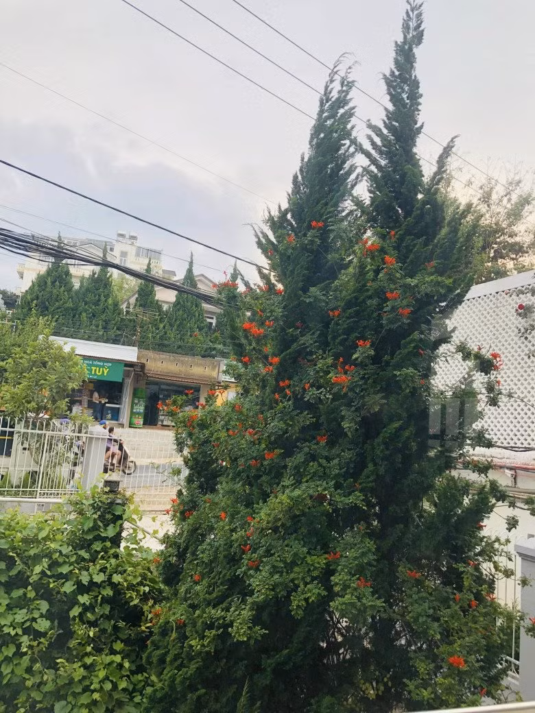 Cây thông cao vút trong vườn được hoa cuốn xung quanh đẹp mắt.