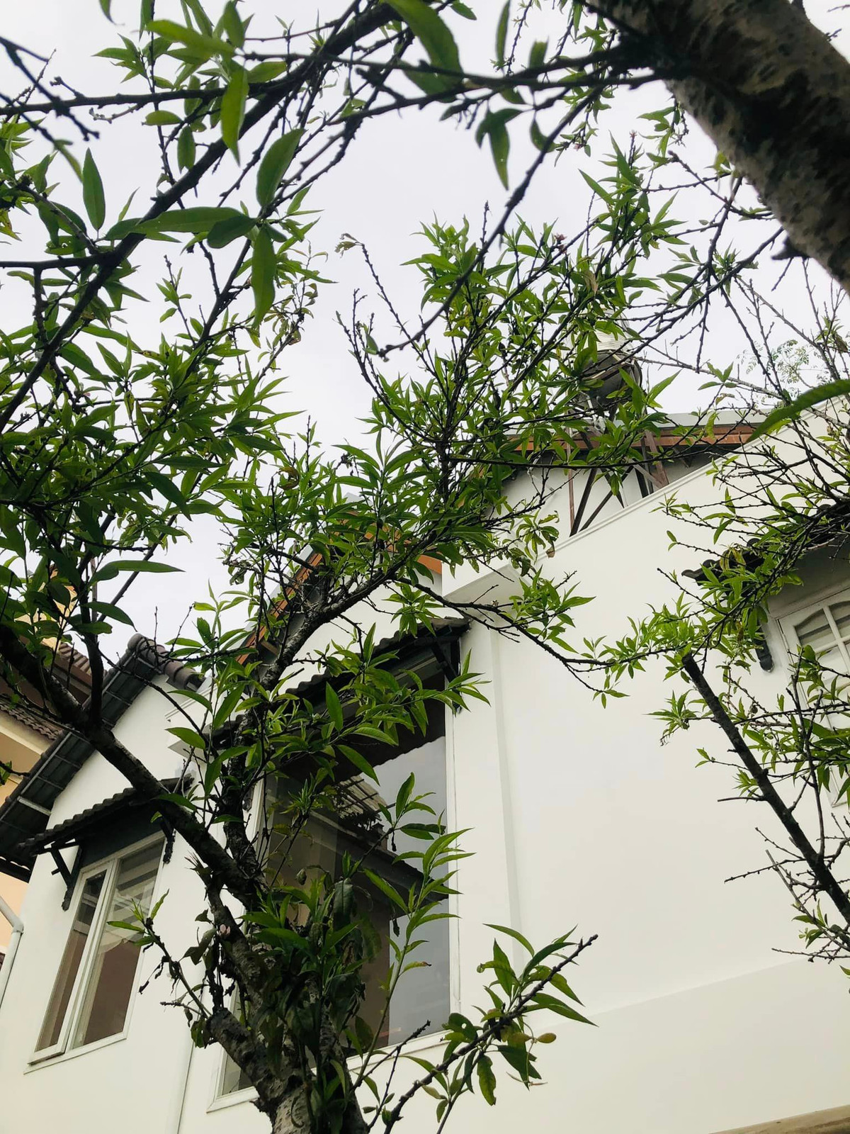 Cây đào thâm niên xanh tốt.