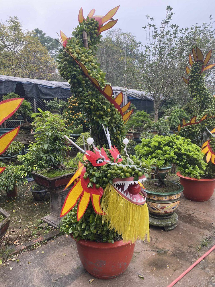 Để tạo nên tác phẩm quất hình rồng, chủ vườn phải chăm sóc tỉ mỉ sao cho cây cho ra nhiều nhánh, nhiều quả. Ảnh: Người đưa tin