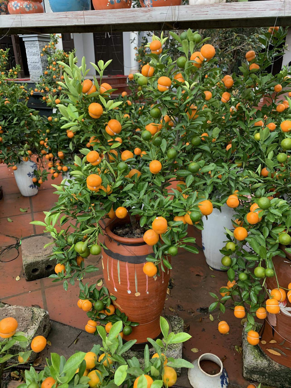 Đến thời điểm hiện tại, dù chưa đến Tết nhưng tất cả các sản phẩm quất hồ lô của gia đình bà Mai đều đã được bán hết. Ảnh: Nông thôn Việt