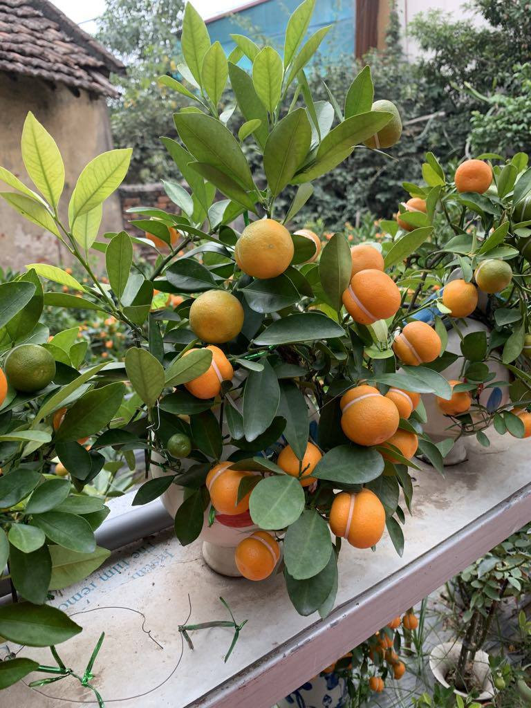 Dịp Tết Giáp Thìn 2024 năm nay, bà Đỗ Thị Mai, trú tại Mễ Sở (Văn Giang, Hưng Yên) cho ra khoảng 3.000 chậu quất hồ lô để phục vụ nhu cầu của khách hàng. Ảnh: Nông thôn Việt