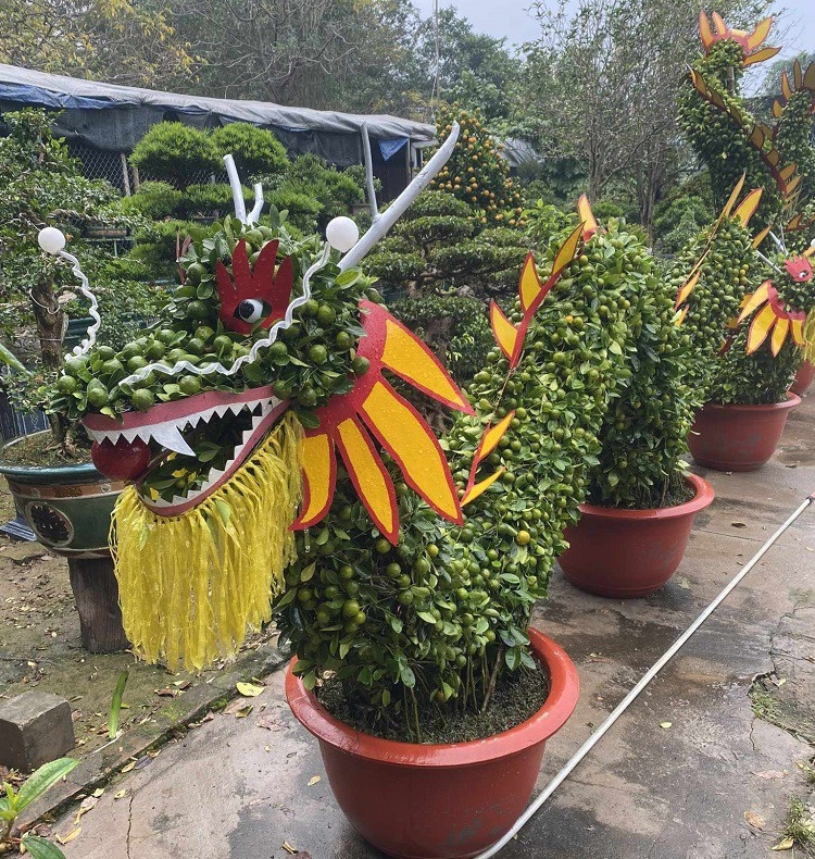 Đáng chú ý nhất là cặp quất được uốn hình rồng độc đáo của một nhà vườn ở Bắc Từ Liêm (Hà Nội). Ảnh: Người đưa tin