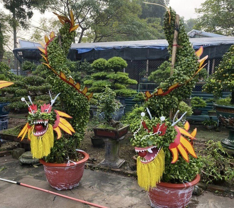Những cây quất hình rồng được tuyển chọn kỹ lưỡng, đưa vào chế độ chăm sóc đặc biệt từ giữa năm 2023 và cho lên chậu, vào khung và hoàn thiện tác phẩm. Ảnh: Người đưa tin
