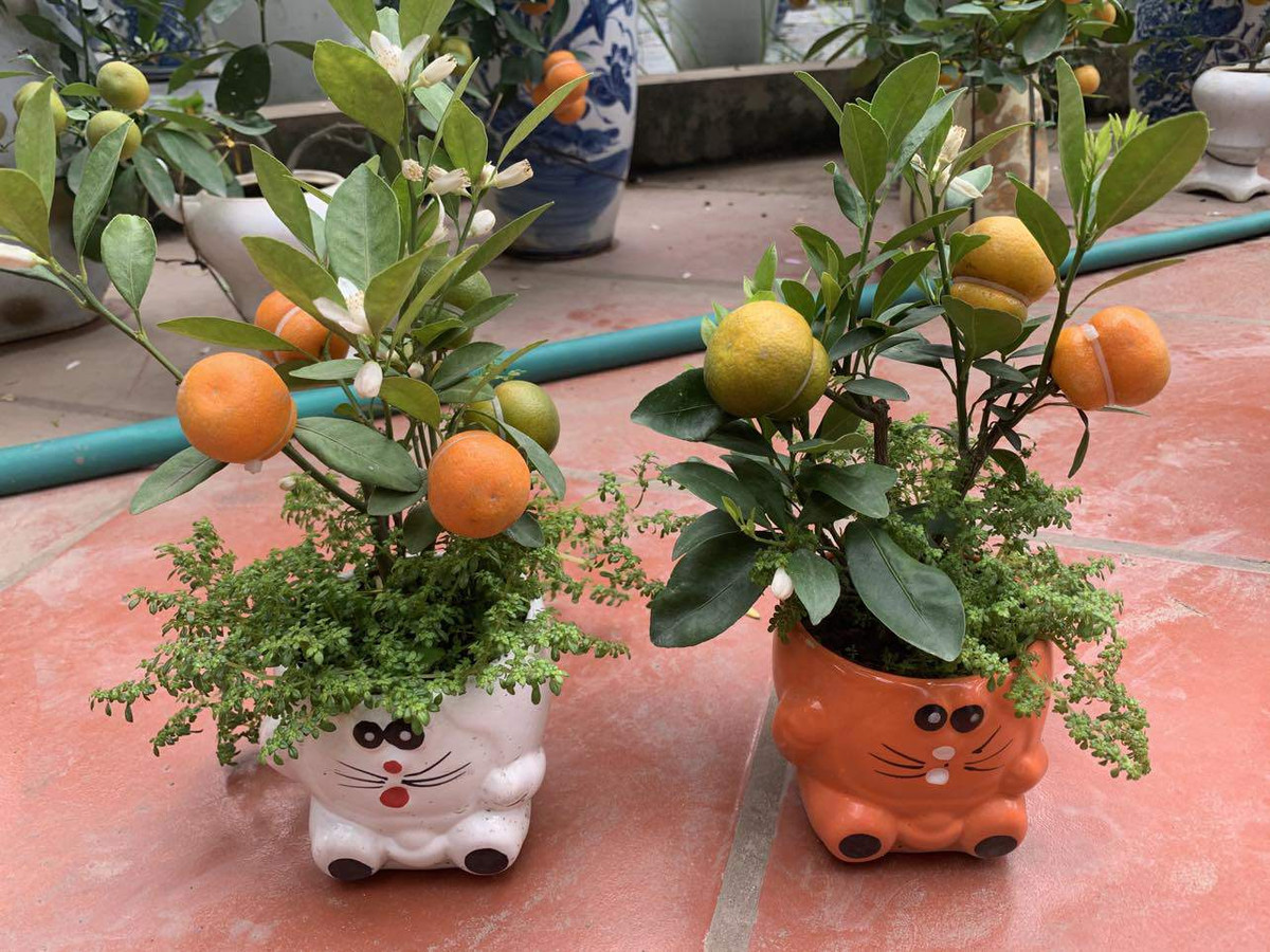 Những chậu quất nhỏ xinh, thân cây quất cao chừng 30 cm, lúc lỉu những quả vàng, xanh hình hồ lô giá từ 120.0000 - 150.000 đồng mỗi chậu. Loại to hơn, được trồng trong bình giá 500.000 đồng. Ảnh: Nông thôn Việt