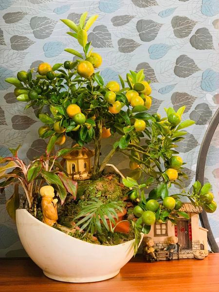 Quất cảnh là một trong những mặt hàng được ưa chuộng trong dịp Tết Nguyên đán. Bên cạnh dáng truyền thống, năm nay các nhà vườn còn tung ra thị trường nhiều loại quất bonsai dáng độc đáo. Ảnh: Facebook