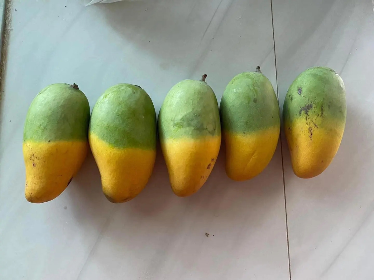 Thường xoài khi xanh sẽ có màu xanh, khi chín sẽ có màu vàng, thế nhưng cây xoài của nhà anh chàng này "nửa xanh nửa vàng". Ảnh: Anh Huy/Phunuthudo