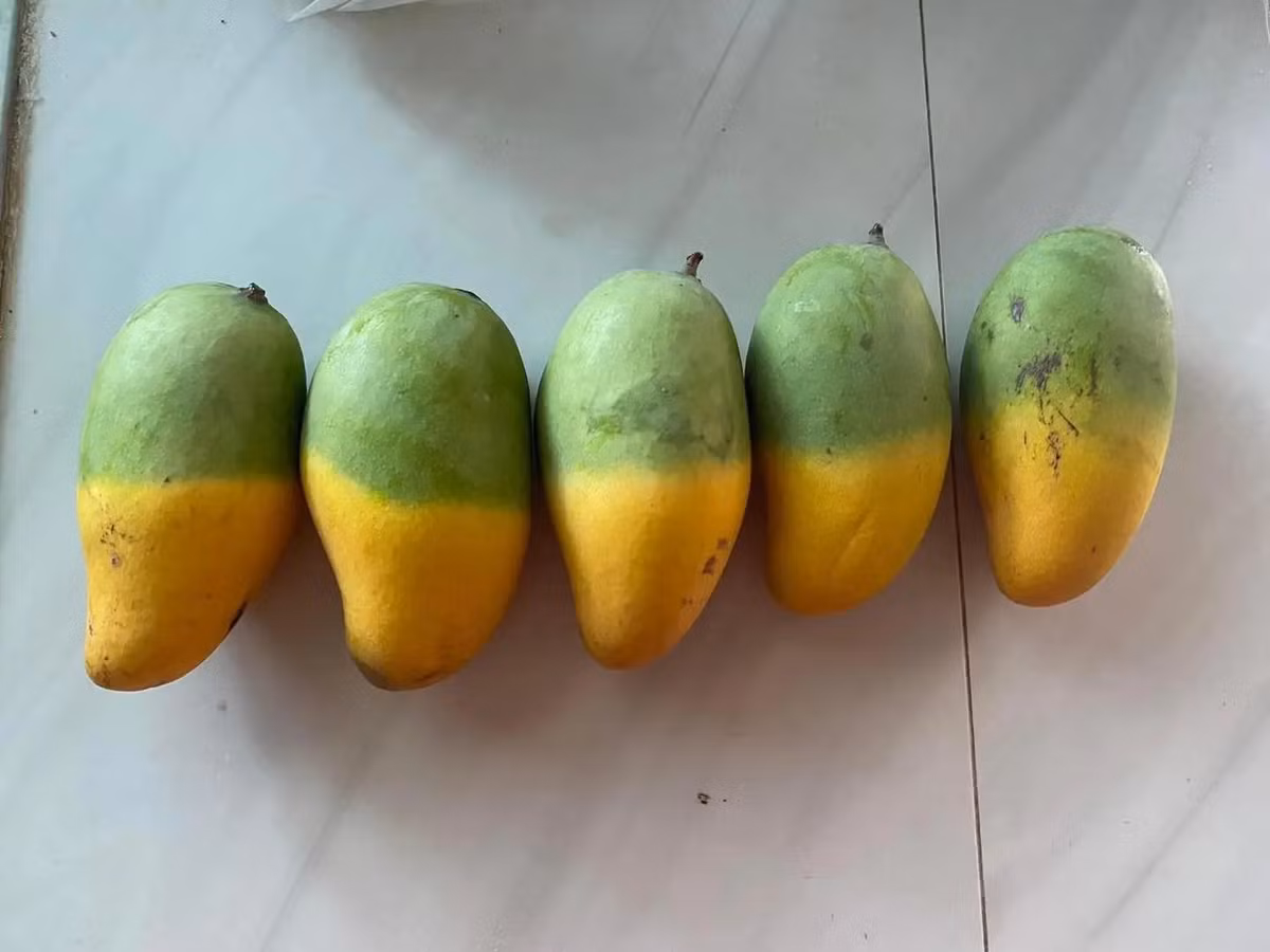 Thường xoài khi xanh sẽ có màu xanh, khi chín sẽ có màu vàng, thế nhưng cây xoài của nhà anh chàng này "nửa xanh nửa vàng". Ảnh: Anh Huy/Phunuthudo