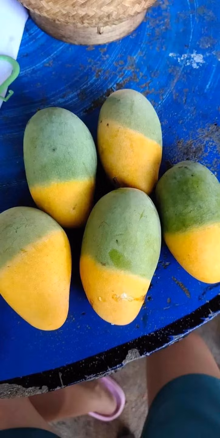 Trên mỗi quả xoài đều chia rõ "ranh giới" một nửa còn xanh nguyên, một nửa đã chín vàng ươm khiến ai nấy đều khó hiểu. Ảnh: Anh Huy/Phunuthudo