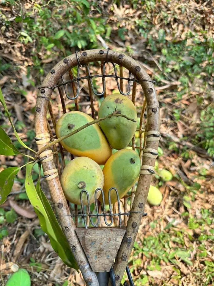 Một số cư dân mạng không khỏi bật cười vì độ độc lạ của quả xoài trên. Một số khác cho rằng những quả xoài này như đang "thách thức" người ăn. Ảnh: Anh Huy/Phunuthudo