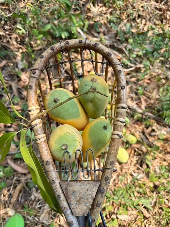 Một số cư dân mạng không khỏi bật cười vì độ độc lạ của quả xoài trên. Một số khác cho rằng những quả xoài này như đang "thách thức" người ăn. Ảnh: Anh Huy/Phunuthudo