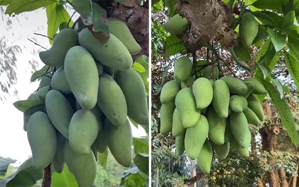 Bên cạnh đó, những cây xoài sai quả "đột biến" cũng gây xôn xao cộng đồng mạng. Ảnh: TikTok