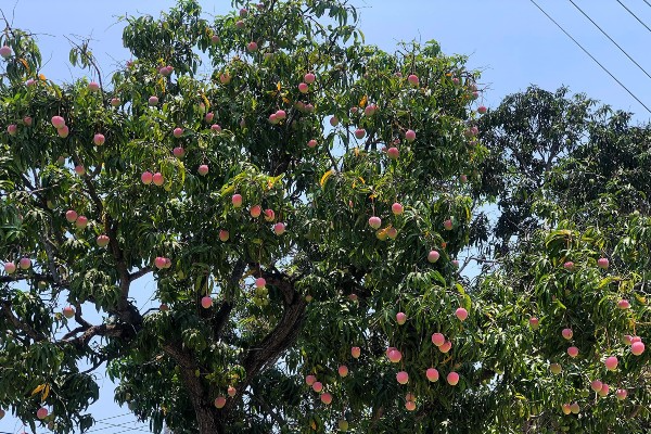 Nhiều người hoài nghi đây là cây đào tiên như trên phim. Tuy nhiên, chính chủ sau đó đã nhanh chóng khẳng định đây là cây xoài cổ thụ do nhà trồng được tại huyện Cam Lâm (Khánh Hoài). Ảnh: Facebook