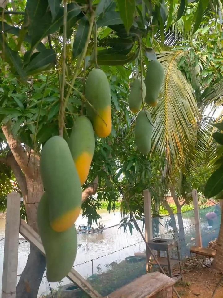 Mới đây, một anh chàng chia sẻ về cây xoài độc lạ của nhà mình khiến cộng đồng mạng không khỏi ngạc nhiên. Ảnh: Anh Huy/Phunuthudo