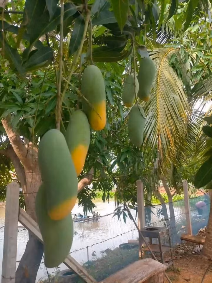 Mới đây, một anh chàng chia sẻ về cây xoài độc lạ của nhà mình khiến cộng đồng mạng không khỏi ngạc nhiên. Ảnh: Anh Huy/Phunuthudo