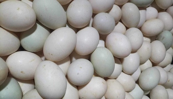 Trứng vịt giảm giá mạnh Trung vit giam gia manh