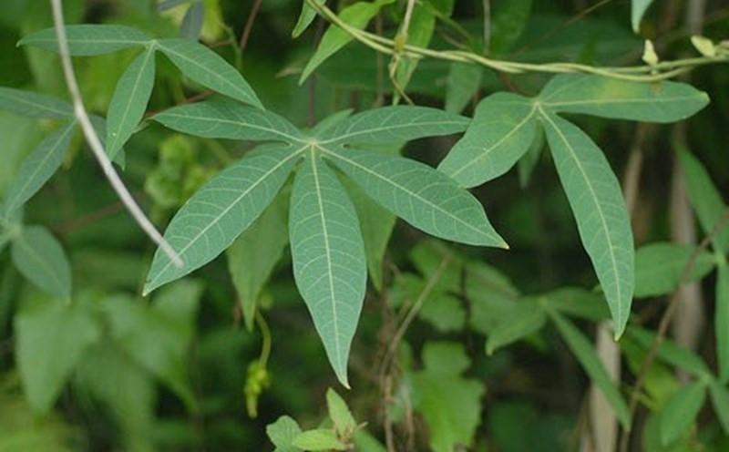 Tính chung 10 tháng năm 2023, xuất khẩu lá sắn đạt 776.000 USD, giảm 56,3% so với cùng kỳ năm 2022, tương đương thu về gần 19 tỷ đồng. Ảnh: Internet