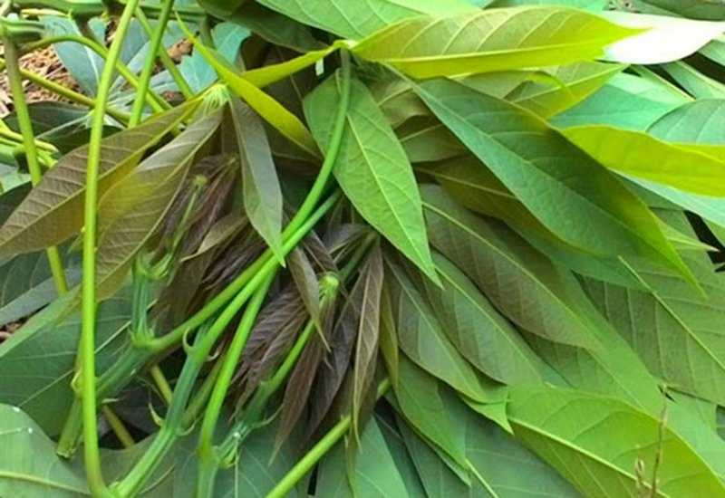 Ngày nay, lá sắn được xuất sang các thị trường Hàn Quốc, Nhật Bản, các khu vực đông người châu Á sinh sống. Ảnh: Internet