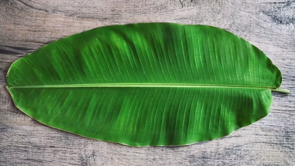 Trong 10 tháng năm 2023, xuất khẩu lá chuối của Việt Nam thu về hơn 722.000 USD, tương đương hơn 17,5 tỷ đồng. Ảnh: Facebook