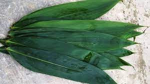 Loại lá tre được thu mua để xuất khẩu là tre bát độ hay còn gọi tre bương. Lá tre bát độ có kích cỡ to hơn hẳn lá tre thường. Tre bát độ thường mọc hoang ở vùng cao và cả đồng bằng. Ảnh: Internet