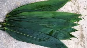 Loại lá tre được thu mua để xuất khẩu là tre bát độ hay còn gọi tre bương. Lá tre bát độ có kích cỡ to hơn hẳn lá tre thường. Tre bát độ thường mọc hoang ở vùng cao và cả đồng bằng. Ảnh: Internet