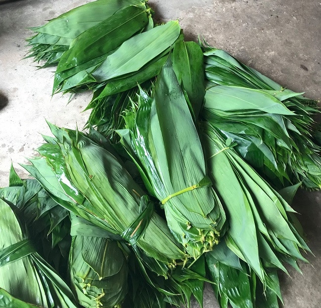 Trung bình lá tre tươi được thu mua với giá 7.000 đồng/kg, thời gian thu hái lá tre vào khoảng từ tháng 5 đến tháng 11. Tính chung 10 tháng năm 2023, xuất khẩu lá tre đạt 1,308 triệu USD (tương đương 31 tỷ đồng). Ảnh: Dân Việt