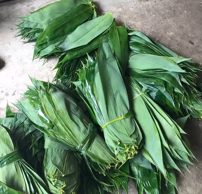 Trung bình lá tre tươi được thu mua với giá 7.000 đồng/kg, thời gian thu hái lá tre vào khoảng từ tháng 5 đến tháng 11. Tính chung 10 tháng năm 2023, xuất khẩu lá tre đạt 1,308 triệu USD (tương đương 31 tỷ đồng). Ảnh: Dân Việt