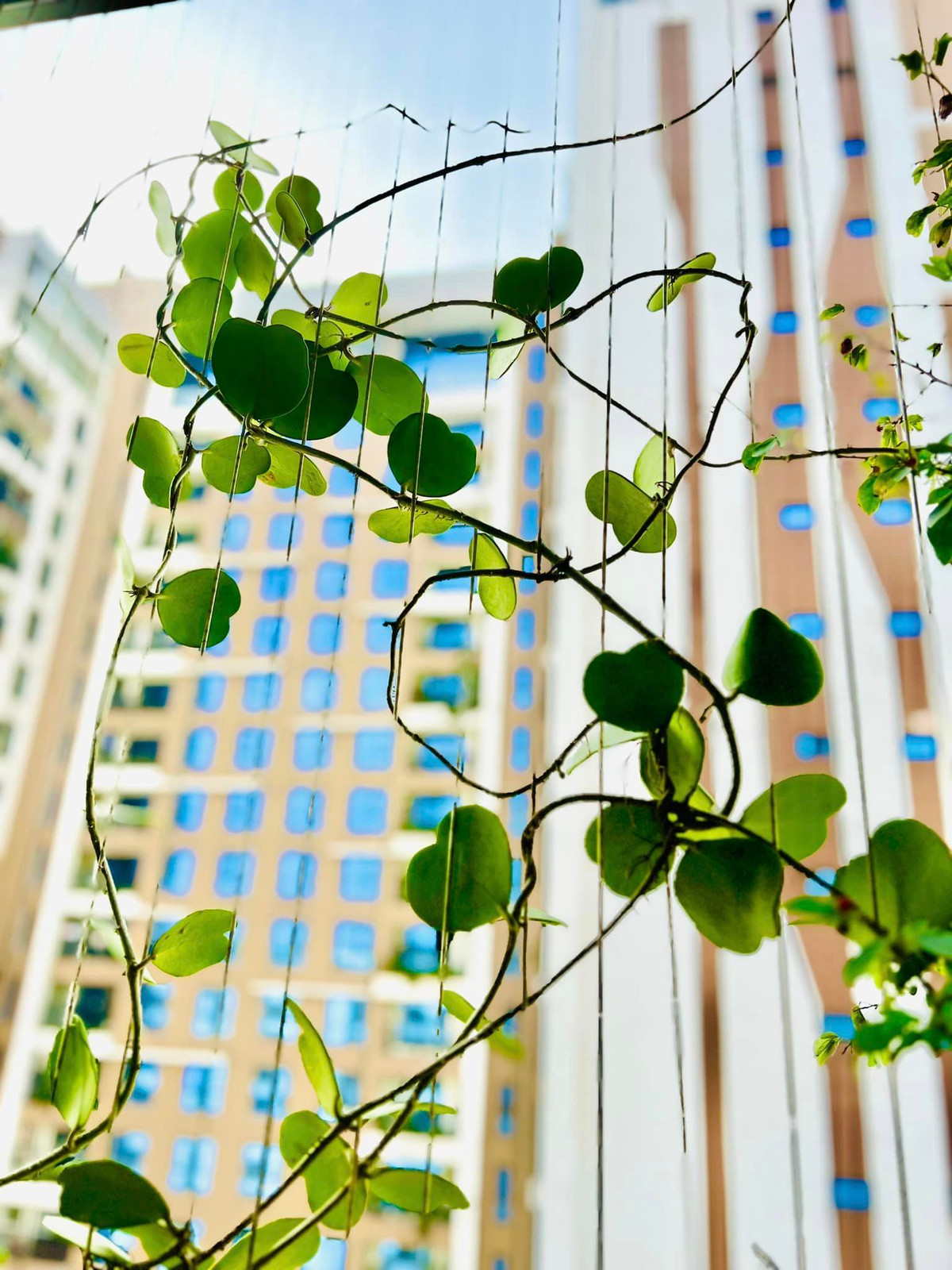 Mới đây, BTV Diễm Quỳnh chia sẻ góc nhà ngập tràn sắc xuân khiến nhiều khán giả trầm trồ.