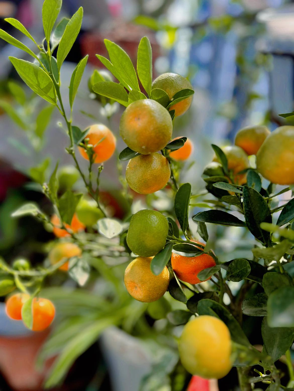 Bên cạnh đó, nữ MC còn trang trí nhà bằng cây quất nhỏ.