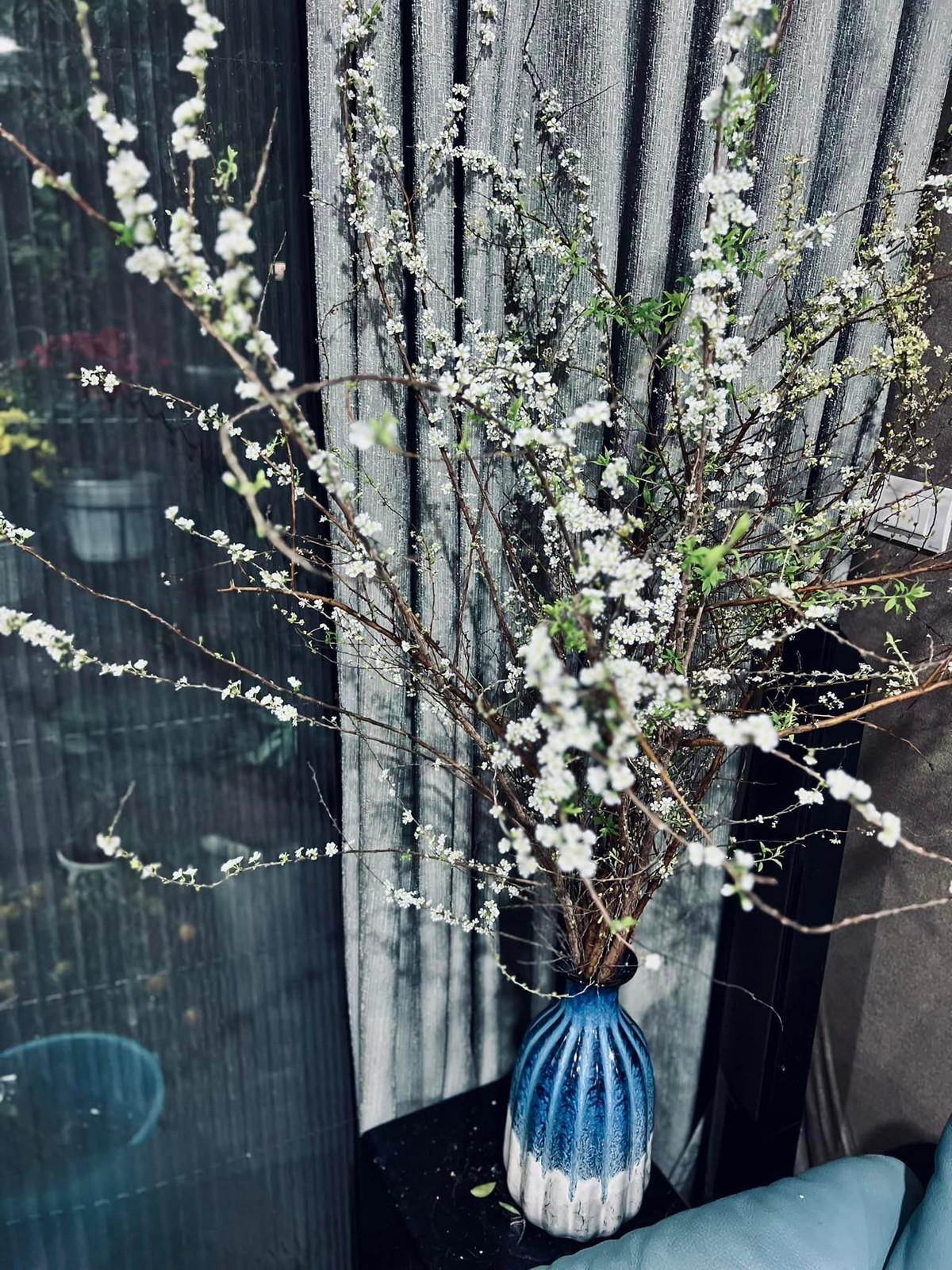 Cành tuyết mai bung nở trắng xóa.