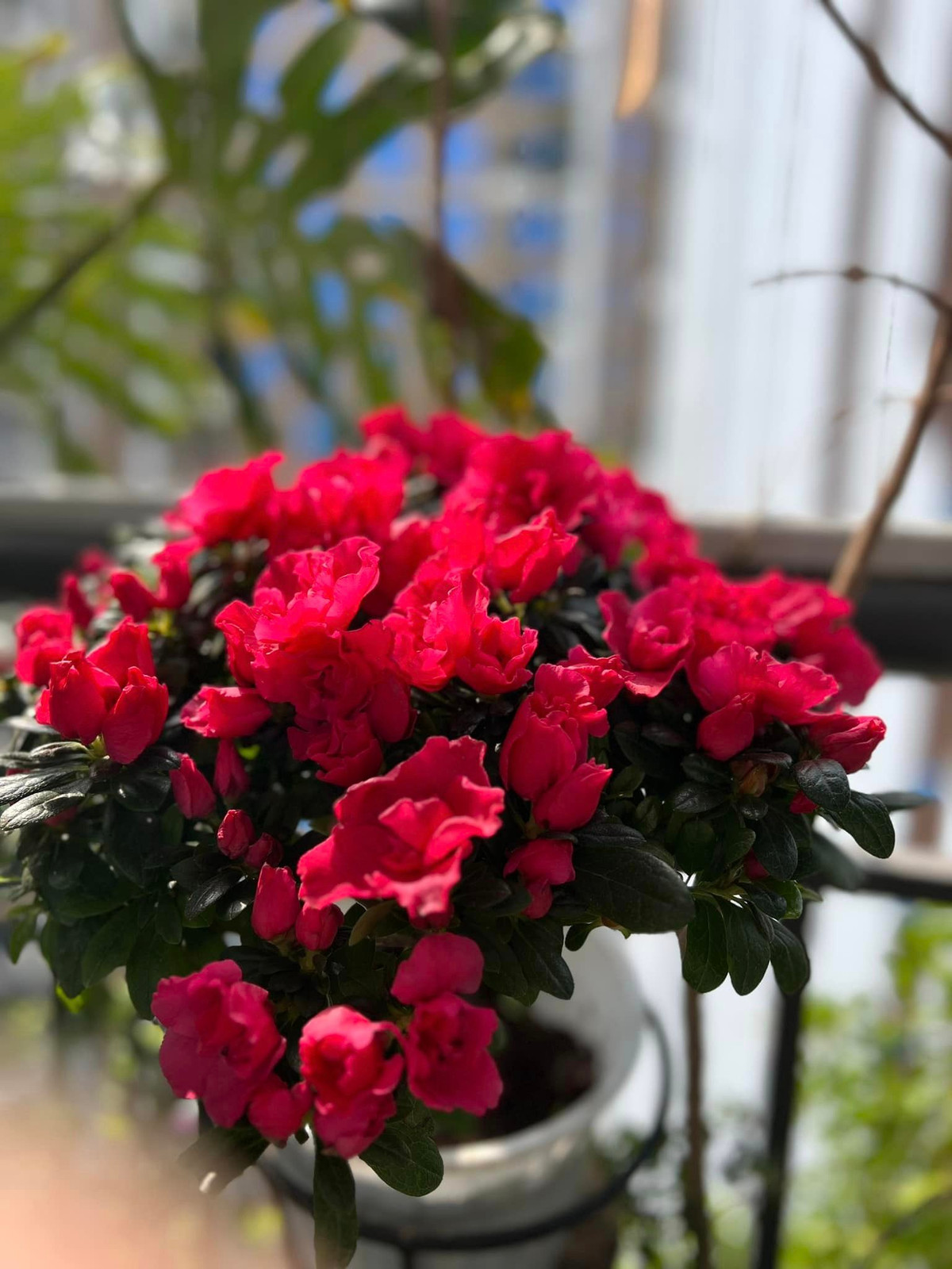 Một góc khác ngập hoa tươi trong nhà MC Diễm Quỳnh. Nguồn ảnh: FBNV