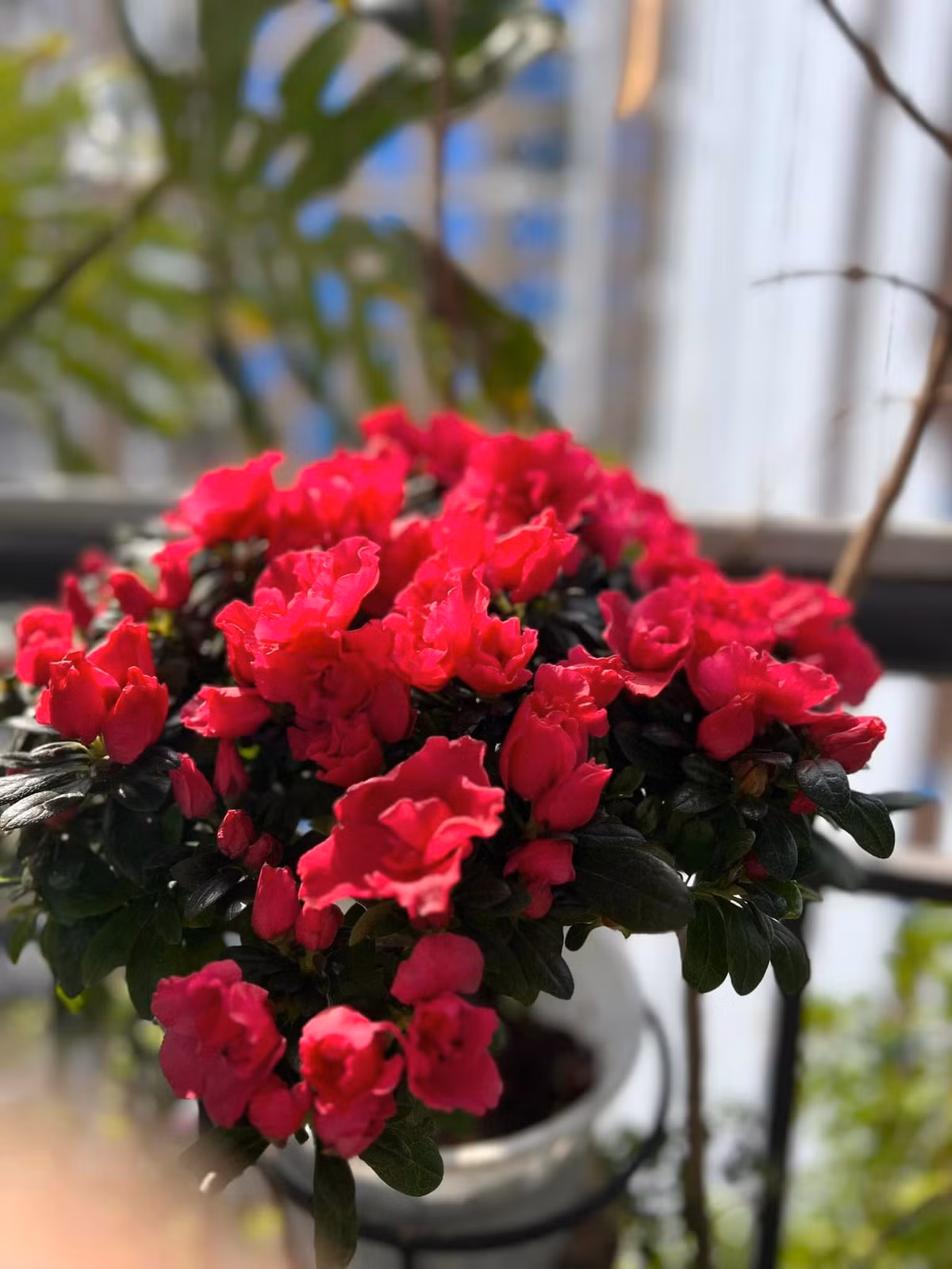 Một góc khác ngập hoa tươi trong nhà MC Diễm Quỳnh. Nguồn ảnh: FBNV