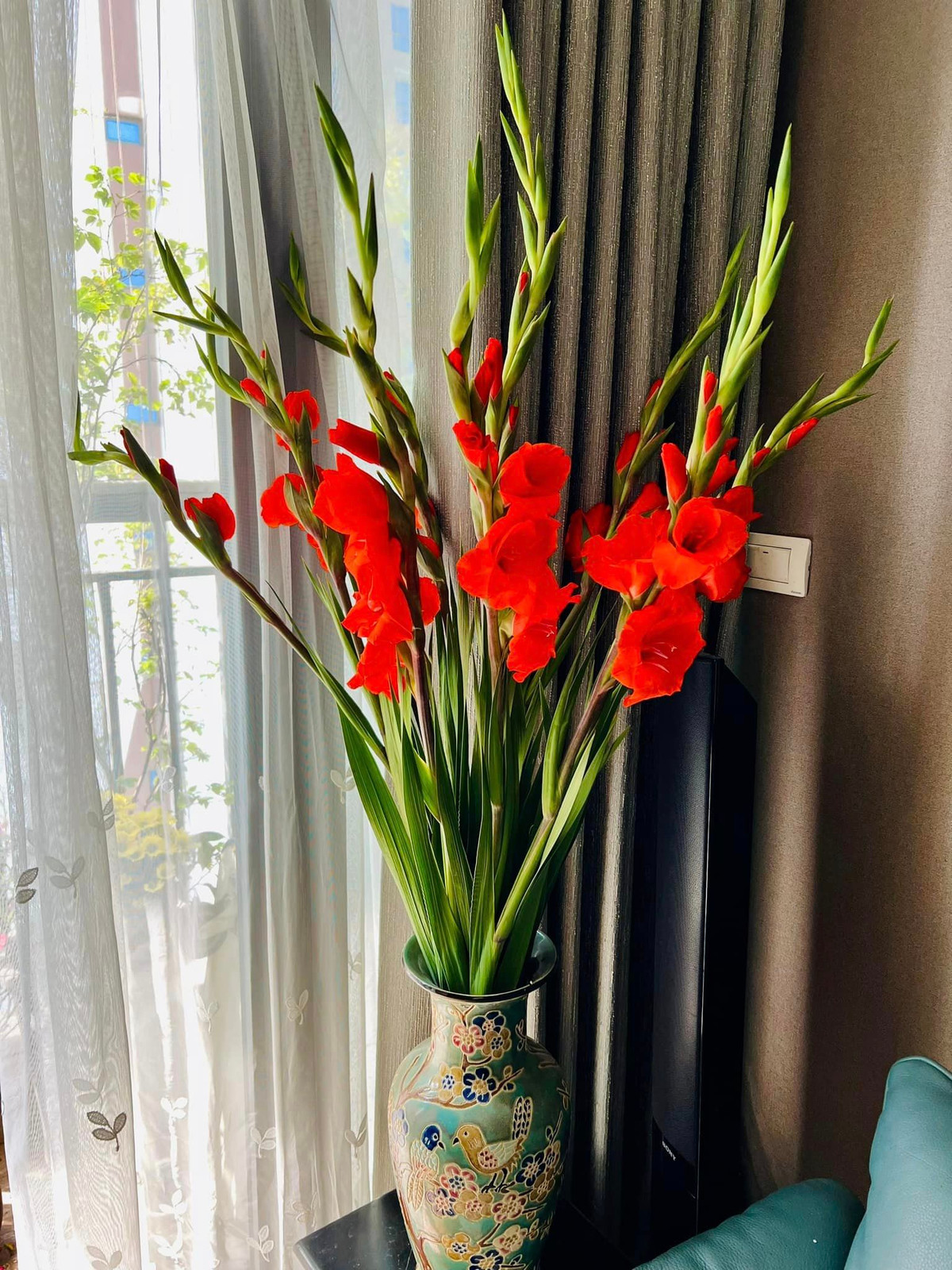 Lay ơn "bung lụa" chuẩn bị đón Tết.