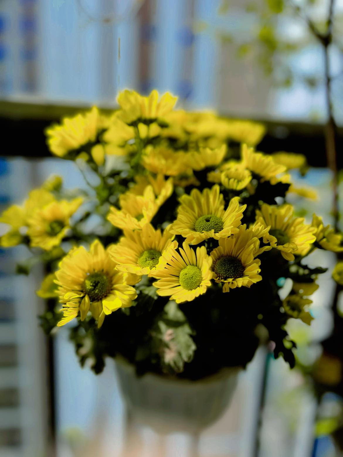 Cúc vàng khoe sắc.