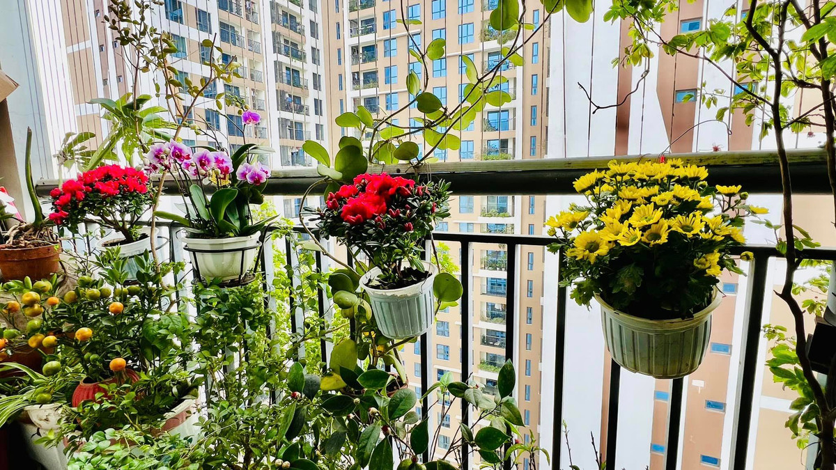 Tại khu vực ban công, MC Diễm Quỳnh hô biến thành một khu vườn nhỏ xanh mướt.