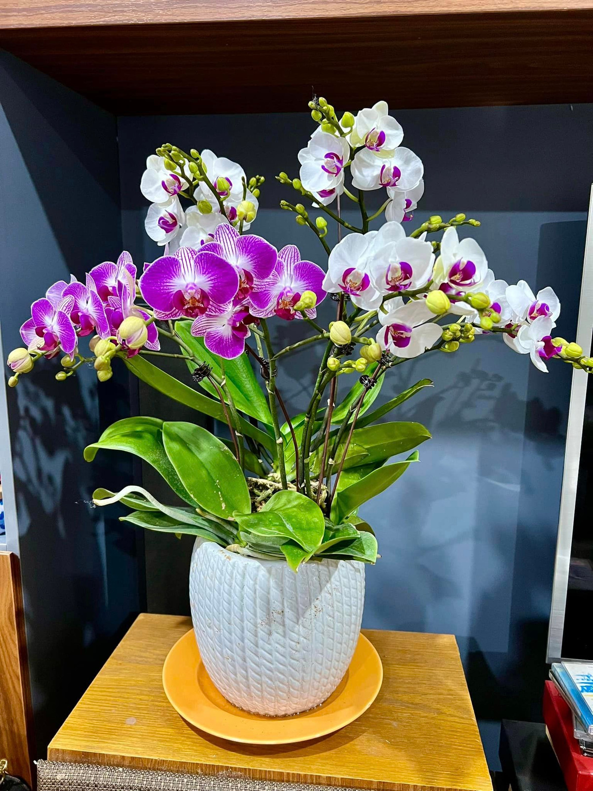 Lan hồ điệp mang đến vẻ đẹp sang trọng và quý phái.