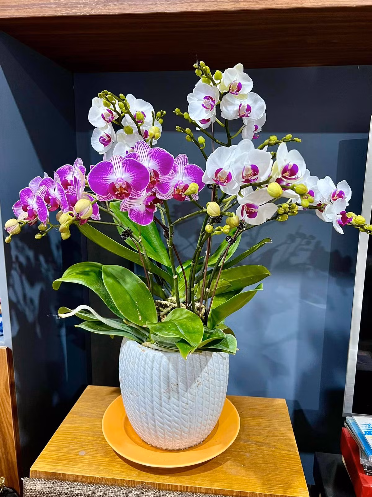 Lan hồ điệp mang đến vẻ đẹp sang trọng và quý phái.