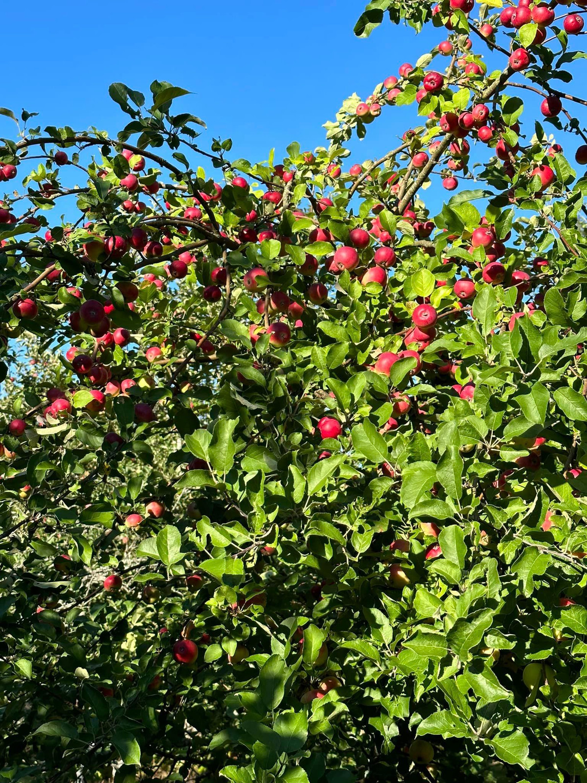 Bà xã Huy Khánh cho biết, khu vực cô sống là một nơi thoáng đãng có cây cối, chim chóc và cảnh đẹp. Ảnh: FB Mạc Anh Thư