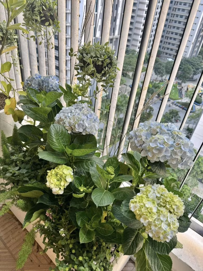 Ban công nhà BTV Diệp Chi trồng nhiều loại cây như chanh, oliu, bàng, chà là, cẩm tú cầu...