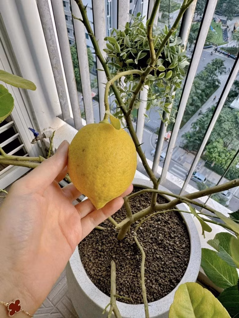 Chanh vàng cho trái to, căng mọng.