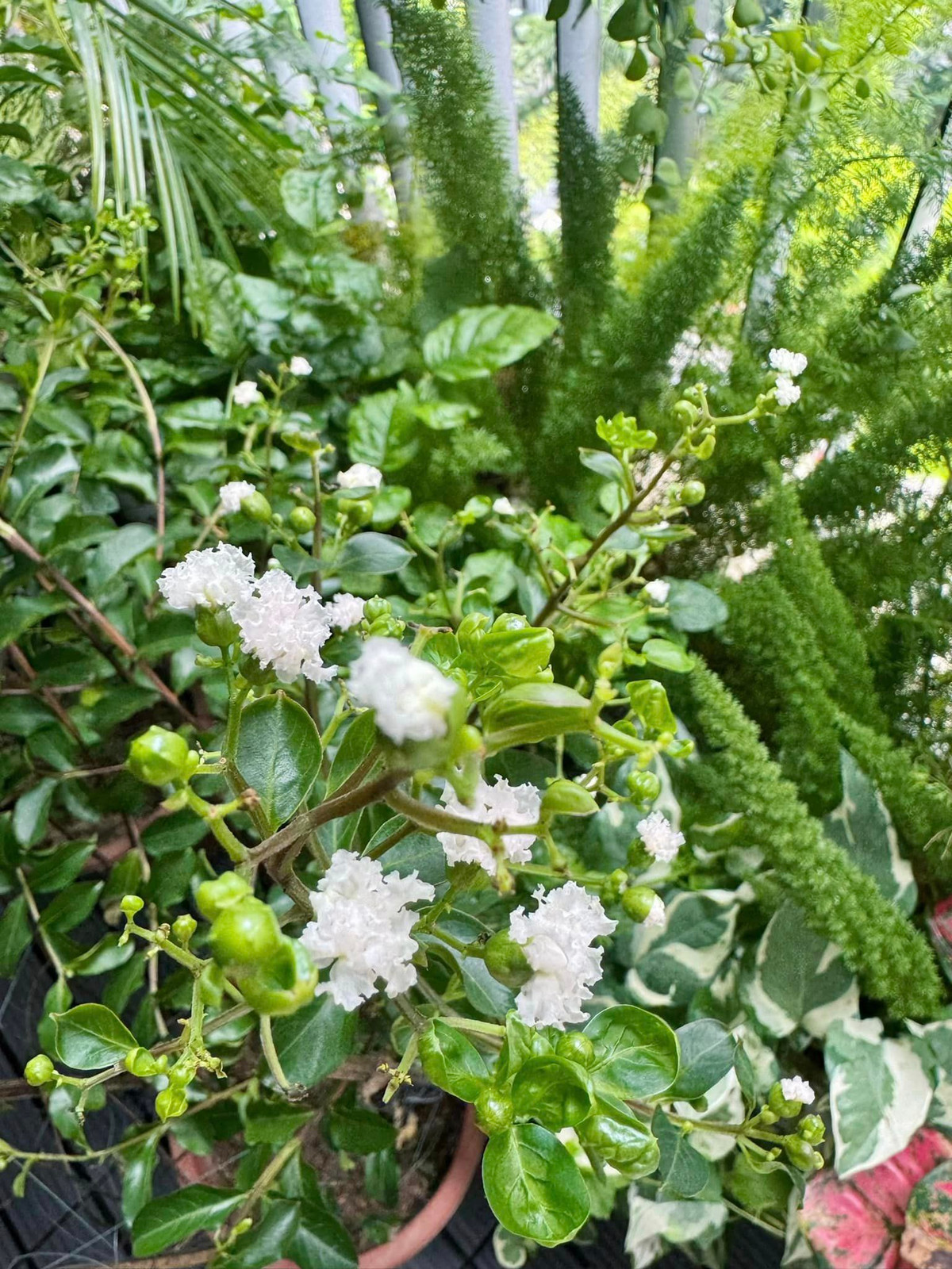 Cây tường vi mới trồng cũng bắt đầu trổ hoa.