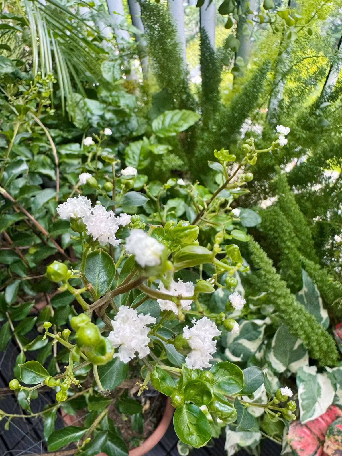 Cây tường vi mới trồng cũng bắt đầu trổ hoa.